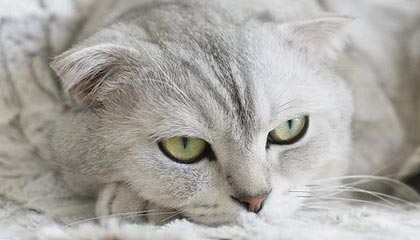 开云网页版登录入口-国民队连续取胜保持良好势头